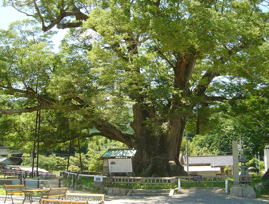 能勢のシンボル的存在の「野間の大けやき」は、西日本最大級の大きさ。