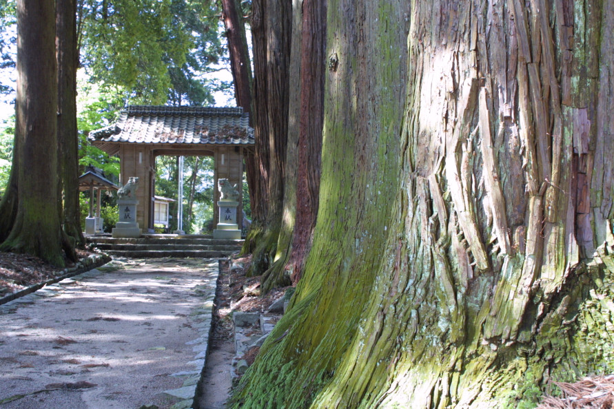 杉の樹高は27～30m。高さもさることながら、木の根元の太さには驚かされる。