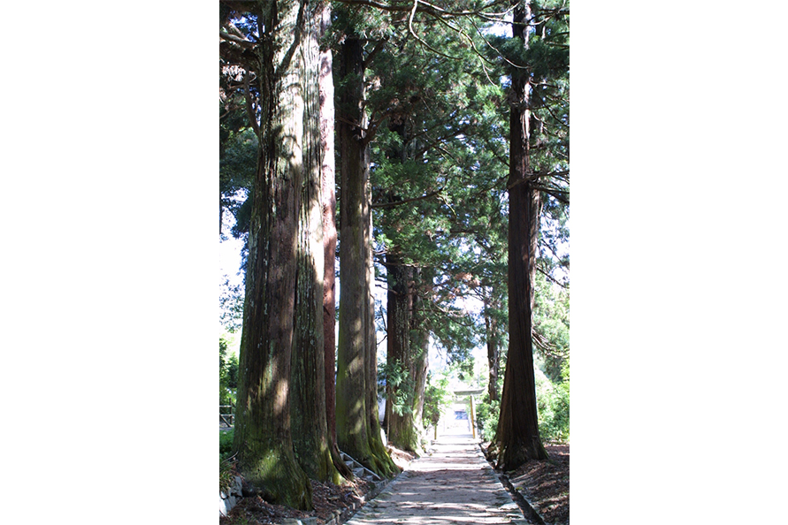 昼間でも杉の葉陰で薄暗い参道。天に向かってまっすぐ伸びた幹が清々しい。