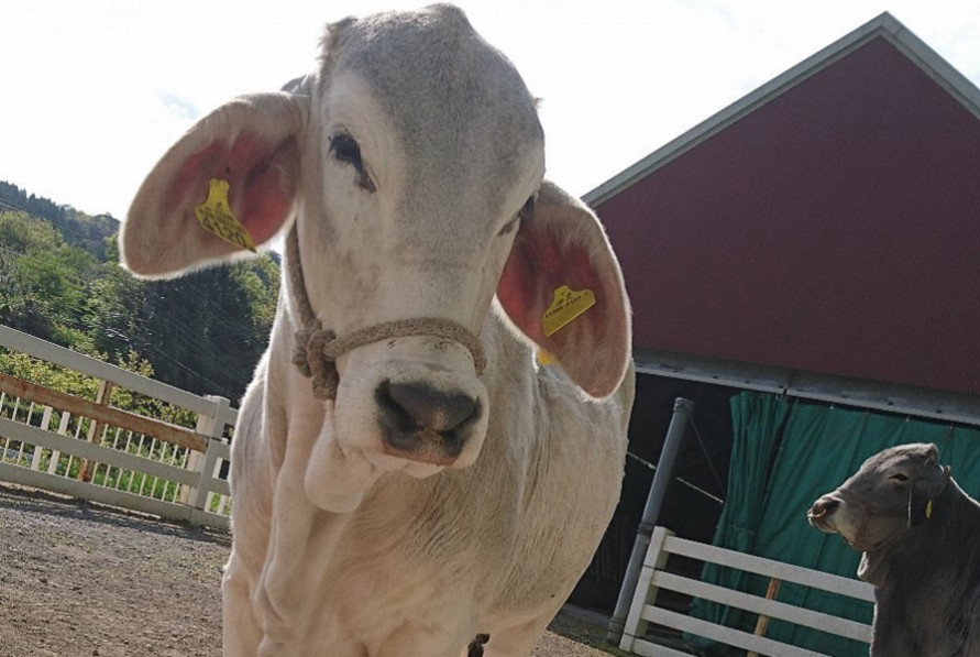 アメリカではポピュラーな肉牛として広く飼育されているという白牛。長く垂れた耳が特徴。