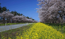 絶景ドライブルート　菜の花と桜が沿道を彩るフラワーロード　秋田県大潟村