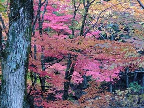 20種類以上の紅葉に包まれて散策しよう！小田深山渓谷へドライブ　愛媛県内子町