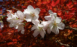 秋なのに桜？！四季桜と紅葉が競演する小原ふれあい公園へドライブ　愛知県豊田市