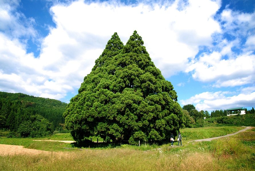 あのトトロにそっくりのシルエット トトロの木こと 小杉の大杉 山形県鮭川村 トヨタ自動車のクルマ情報サイト Gazoo