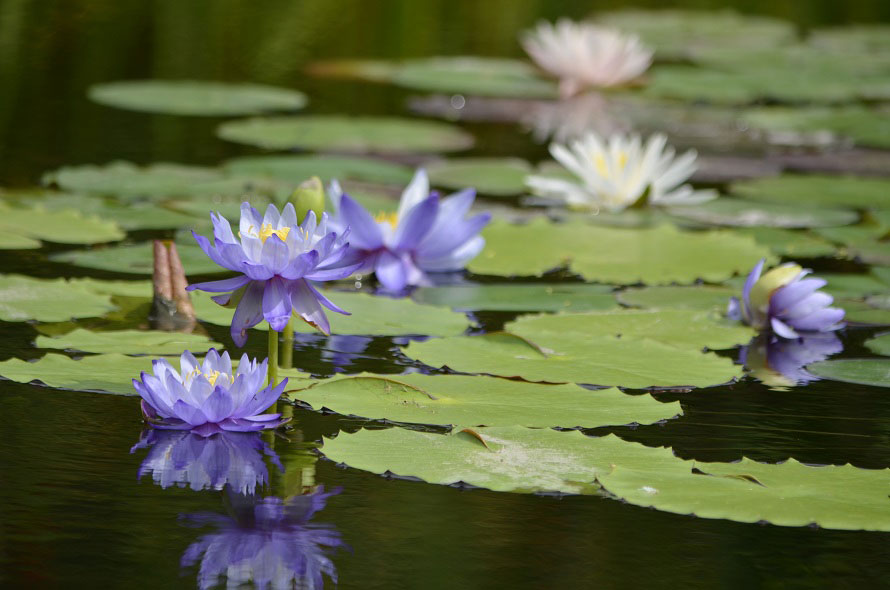 モネの代表作「睡蓮」の花が咲く「水の庭」。青い睡蓮（熱帯性睡蓮）は6月下旬～10月下旬の間、楽しめる。