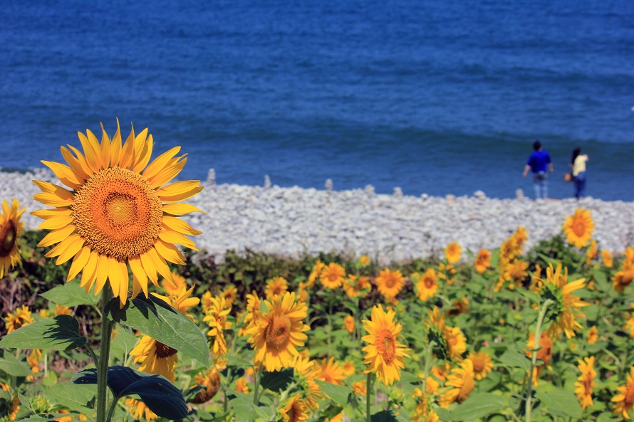 写真提供：(C)鳥取県 鳴り石の浜にあるヒマワリ畑。海辺のひまわり畑はとても珍しい。見頃は例年8月上旬～下旬。