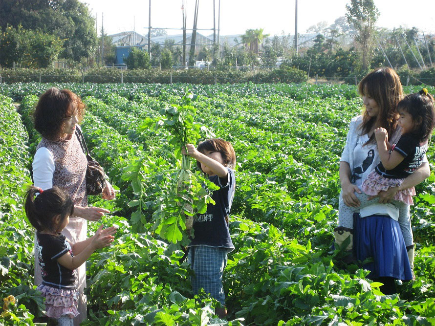 カントリー農園では季節野菜の収穫体験が人気。当日受け付けで、事前予約は不要。その日に収穫できる作物から好きな野菜を選ぶことができる。