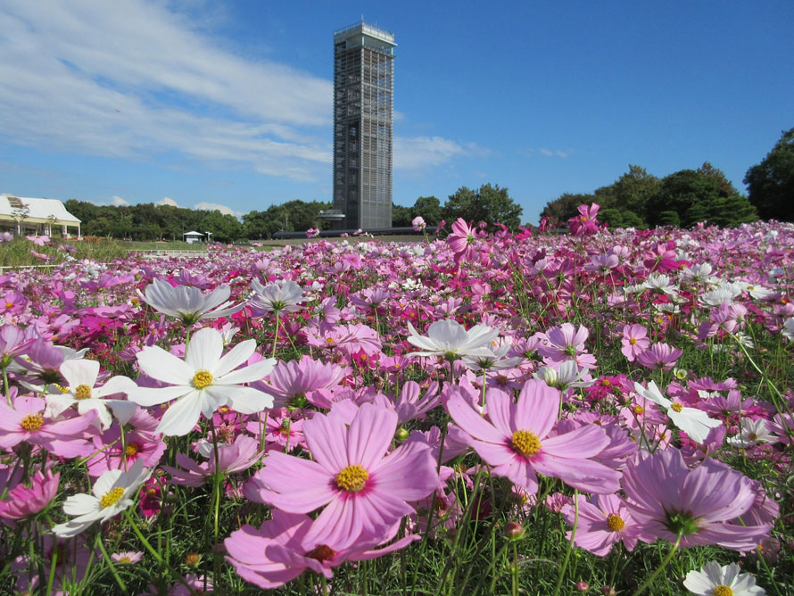 公園のほぼ中央にある展望塔は高さ50m。最上階の展望室からは、ガーデンパークを見下ろし浜名湖を一望することができる。