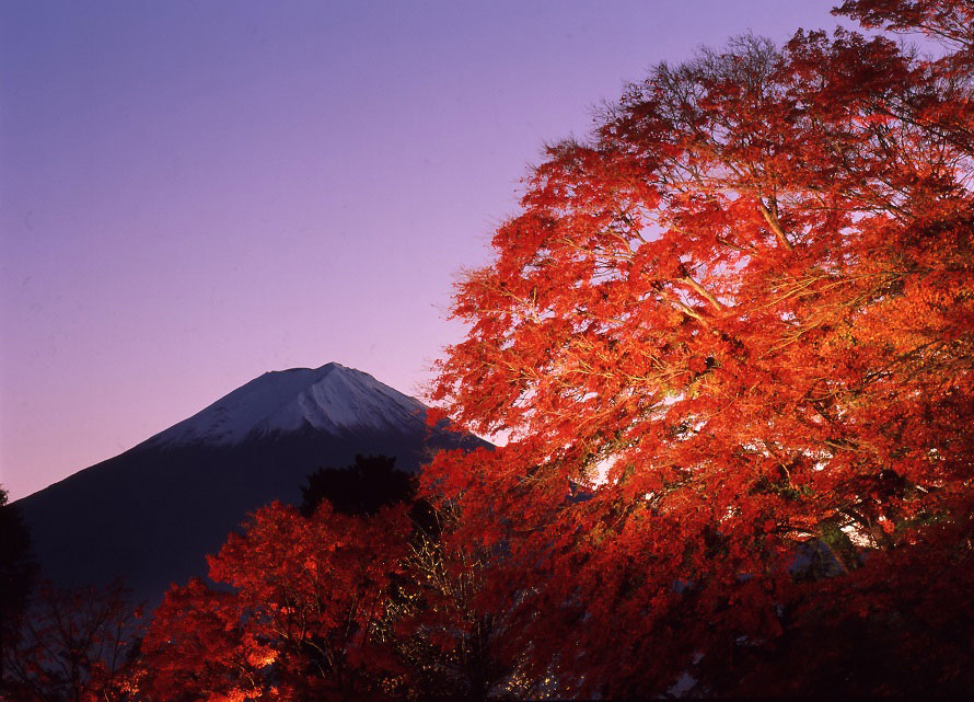 紅葉スポットは数多くあれど、富士山と紅葉を一度に楽しめるのは河口湖畔ならでは！