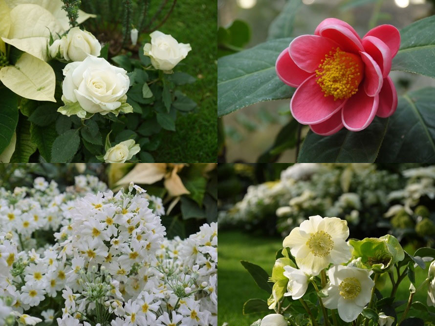 冬の植物館を彩る可憐な花たち。（左上から）ミニバラ、ハイドゥンツバキ、プリムラ・マラコイデス、クリスマスローズ。