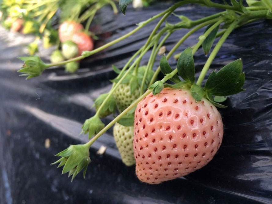 白イチゴや黒イチゴに感激 旬をいただくイチゴ狩りへ出かけよう 千葉県一宮町 トヨタ自動車のクルマ情報サイト Gazoo