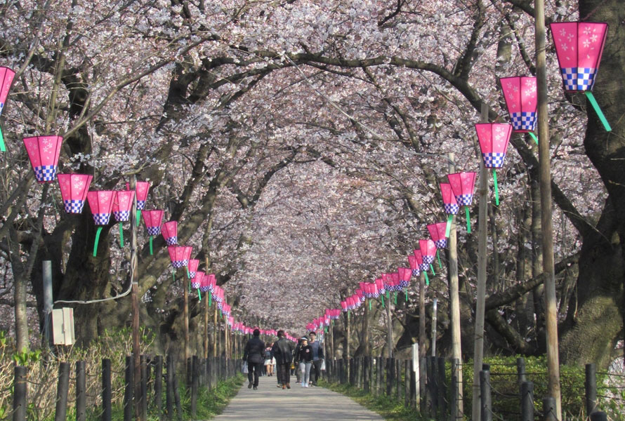 約1km続く桜のトンネル。毎年、3月下旬から4月上旬まで花見が楽しめる。