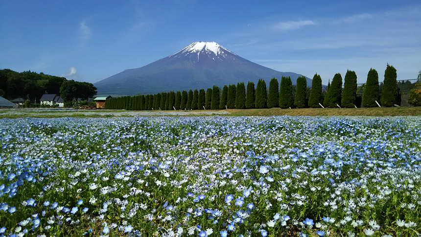 5月上旬から6月中旬は、「レイクガーデン」で、一面に咲くネモフィラ越しに富士山の絶景が楽しめる。空の青さと富士山、青いネモフィラの対比が美しい。（清流の里エリア内）