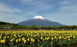 チューリップと富士山のコラボレーションを堪能！花の公園へ出かけよう　山梨県山中湖村