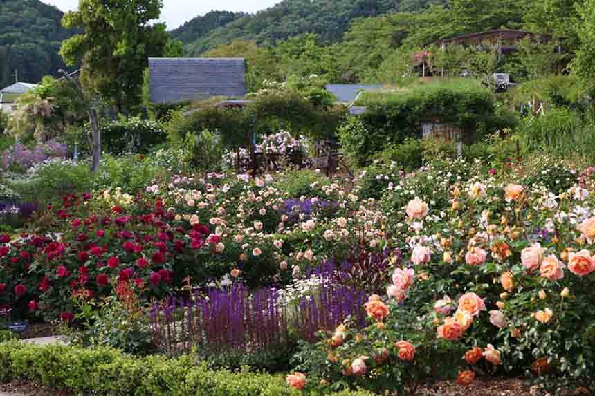 色とりどりのバラや美しい風景に癒される 山間のイングリッシュガーデンへドライブ 滋賀県米原市 トヨタ自動車のクルマ情報サイト Gazoo