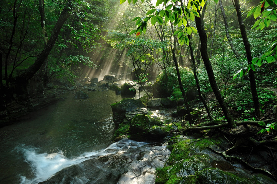 おしらじの滝近くにある県民の森内を流れる宮川は、自然体験にぴったりのスポット。神秘的でダイナミックな景観を堪能できる。