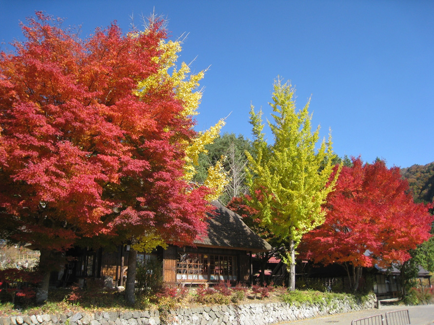 秋には美しい紅葉を見ることもできる。かやぶき集落と紅葉の組み合わせは、まるで一枚の絵のよう。