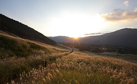 狙い目はサンセットタイム！すすき草原が黄金に輝く瞬間を見に行こう　神奈川県箱根町