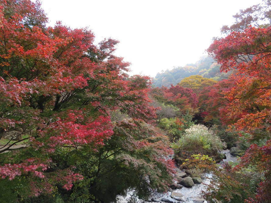 園内を流れる初川越しに見る紅葉も美しい。例年、11月上旬から色づき始め、下旬から見頃を迎える。早咲きの梅の開花が11月下旬といわれているので、もしかしたら、梅と紅葉の共演が見られるかも！