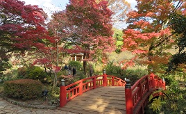 晩秋に楽しめる紅葉スポット・熱海梅園の「もみじまつり」に出かけよう！　静岡県熱海市