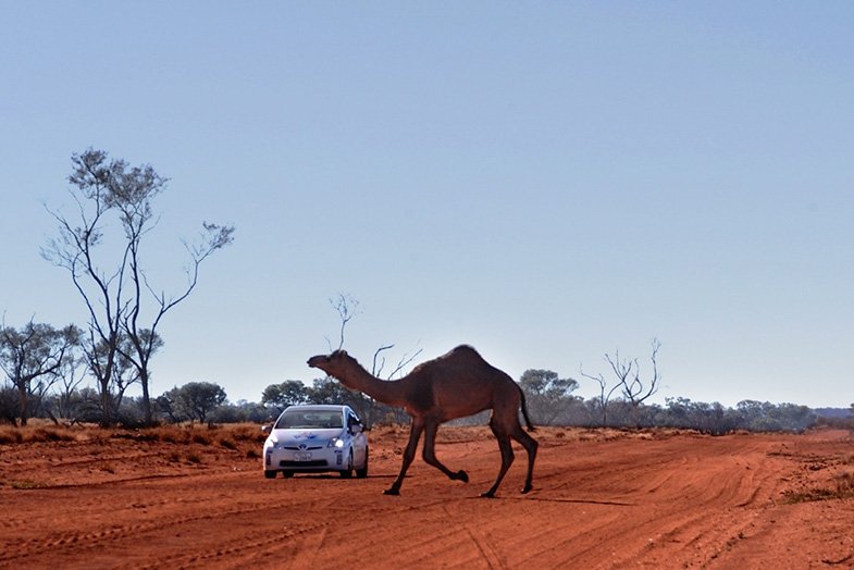 オーストラリアでは、カンガルーやワラビイーだけでなく、飼い主のいないラクダがこうして飛び出してくることもある