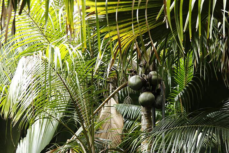 セーシェル諸島の中で2番目の大きいプララン島にあるヴァレ・ド・メ渓谷自然保護区は、1983年に世界自然遺産に登録。世界最大のヤシの実をつけるココ・デ・メールが4,000〜5,000本も自生する原生林がある